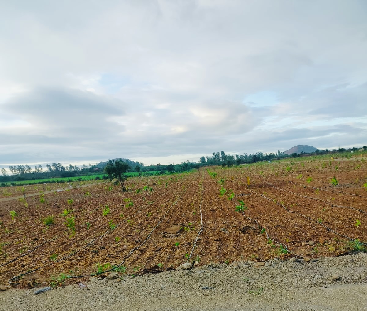 Agarwood Farm lands