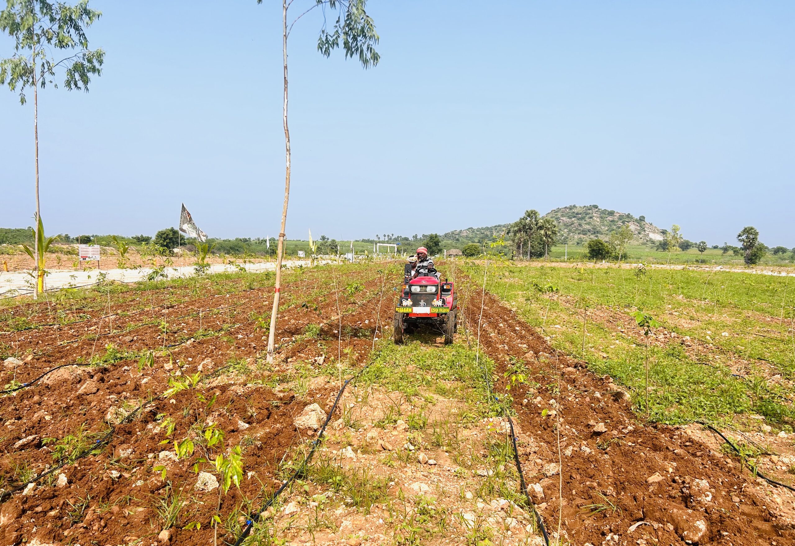 Agarwood Plantation Farm